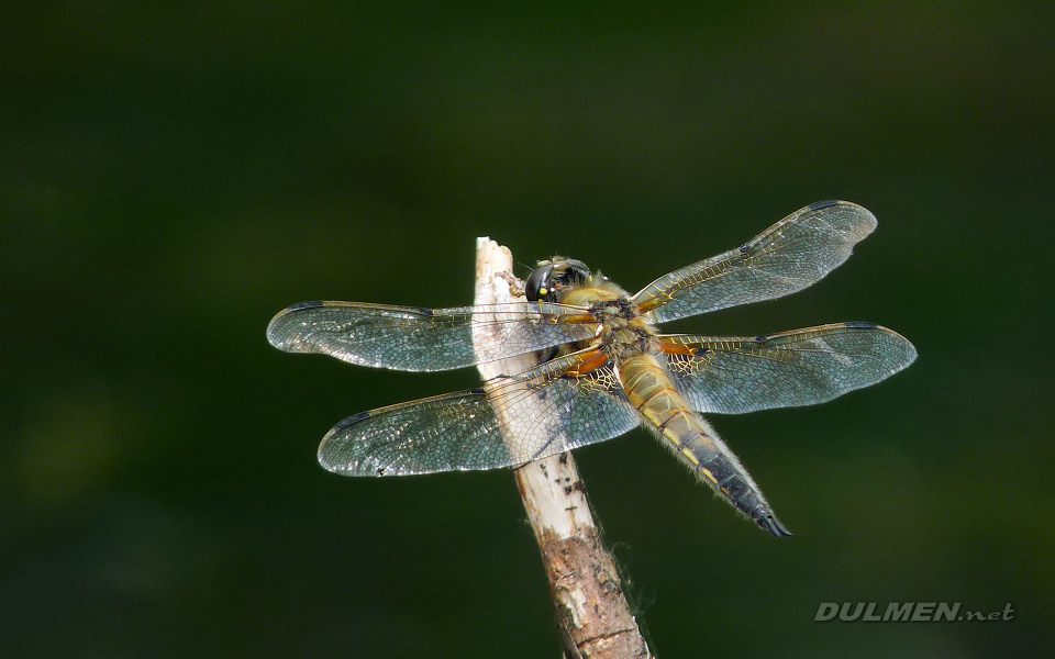 Four-spotted Chaser (Libellula quadrimaculata)